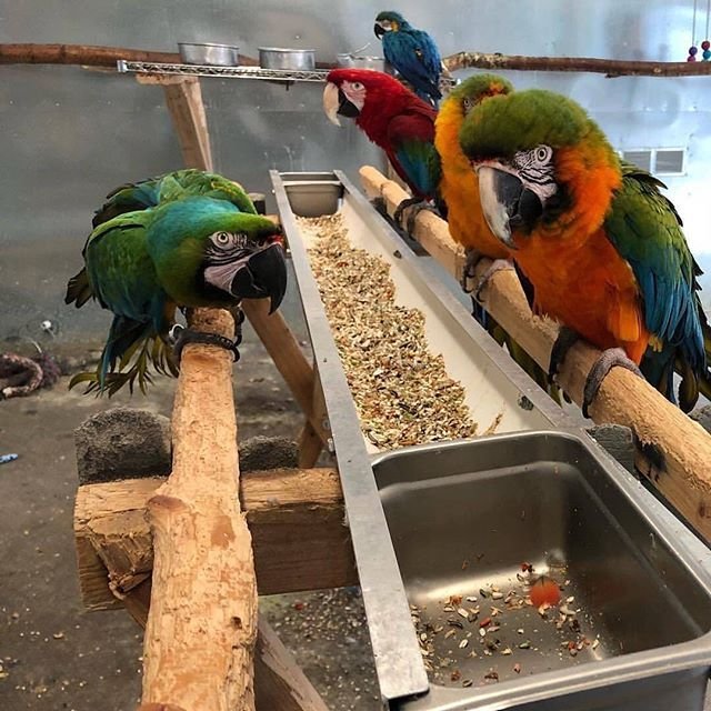 Before You Reserve: A Practical CITES & Parrot Document Check