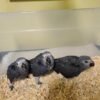 Baby African Grey parrot for sale