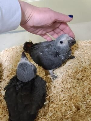 Baby African Grey parrot for sale