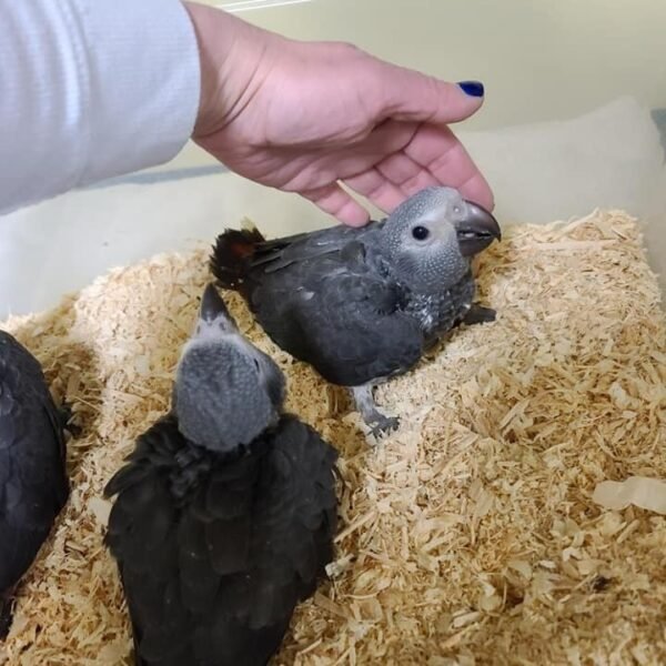 Baby African Grey parrot for sale