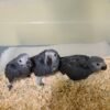 Baby African Grey parrot for sale
