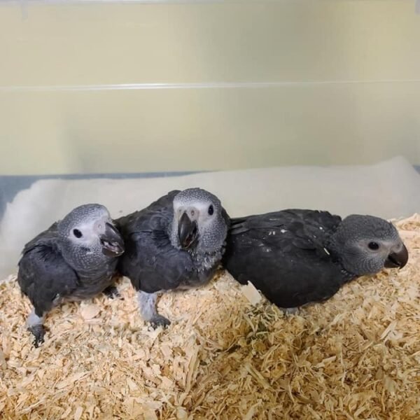 Baby African Grey parrot for sale