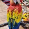 Scarlet Macaw for Sale