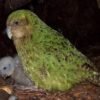 https://exoticsbirds.com/product/amazing-kakapo-birds-for-sale/