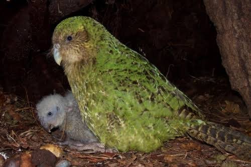 https://exoticsbirds.com/product/amazing-kakapo-birds-for-sale/