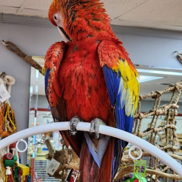 Scarlet Macaw for Sale