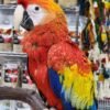 Scarlet Macaw for Sale
