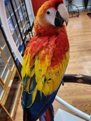 Scarlet Macaw for Sale