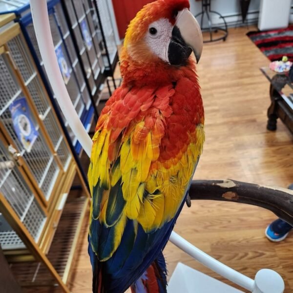 Scarlet Macaw for Sale