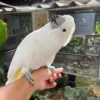 Umbrella Cockatoo For Sale