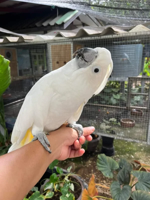 Umbrella Cockatoo For Sale