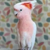 Major Mitchell Cockatoo For Sale