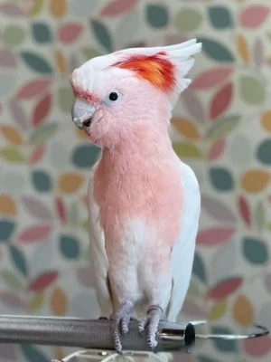 Major Mitchell Cockatoo For Sale