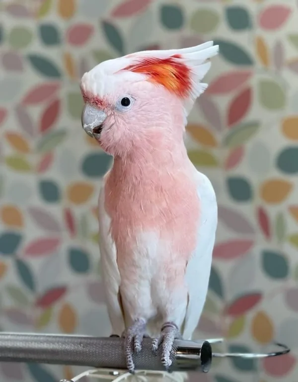 Major Mitchell Cockatoo For Sale