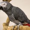 Hand Tamed African Grey Congo  For Sale
