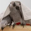 african grey parrots