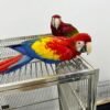 Male and Female Scarlet Macaw Parrots