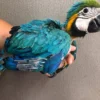 1 Affordable Male and Female Blue & Gold Macaws Parrots