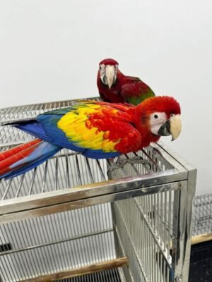 Male and Female Scarlet Macaw Parrots