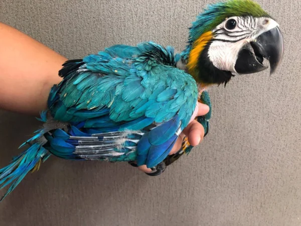 1 Affordable Male and Female Blue & Gold Macaws Parrots