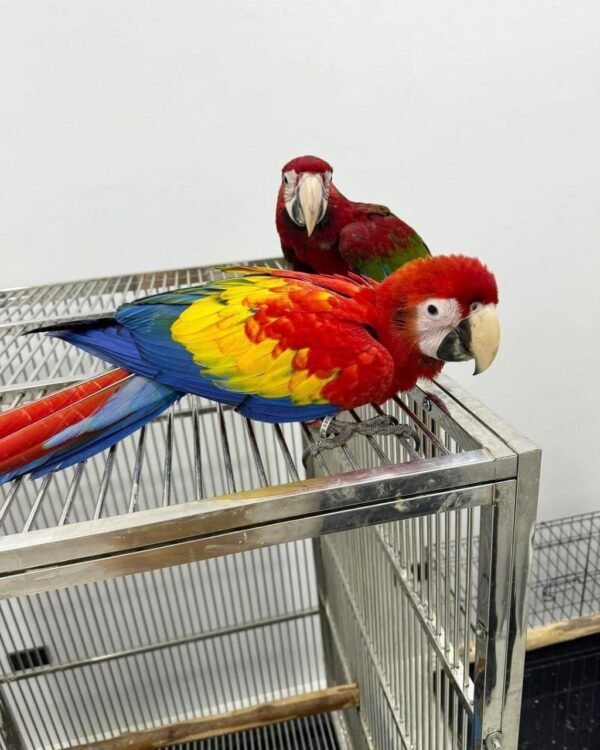 Male and Female Scarlet Macaw Parrots