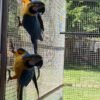Blue & Gold Macaws Parrots for Sale
