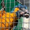 Female and Male Blue Throated Macaw
