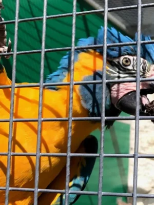 Female and Male Blue Throated Macaw