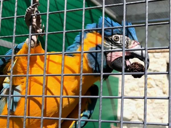Female and Male Blue Throated Macaw