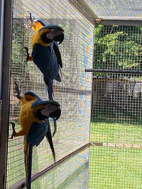 Blue & Gold Macaws Parrots for Sale