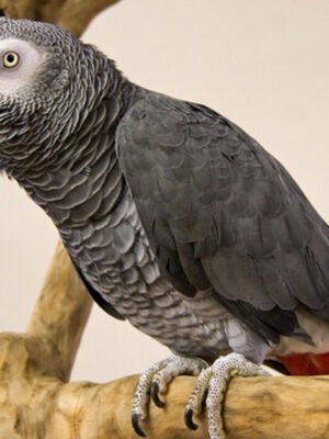 Hand Tamed African Grey Congo  For Sale