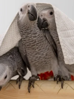 african grey parrots