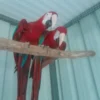Pair of Macaw Parrots for Sale