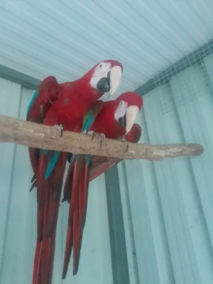 Pair of Macaw Parrots for Sale