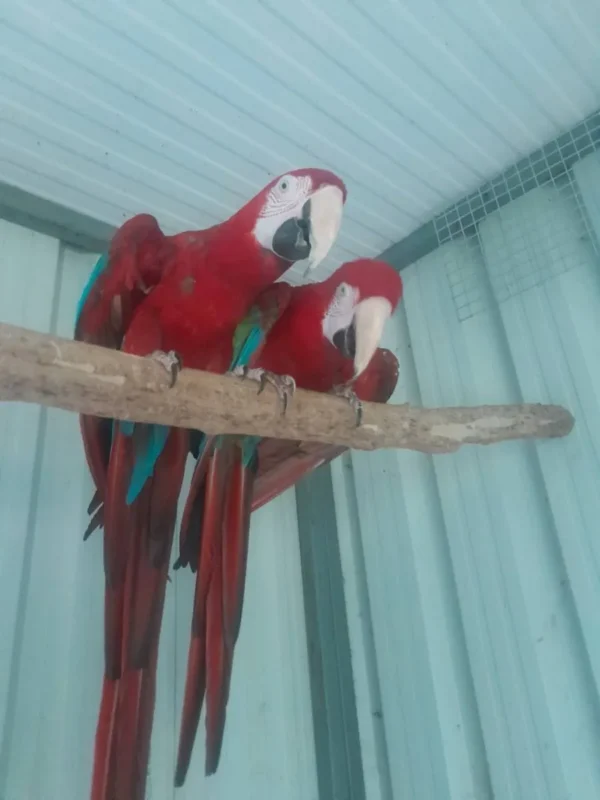 Pair of Macaw Parrots for Sale