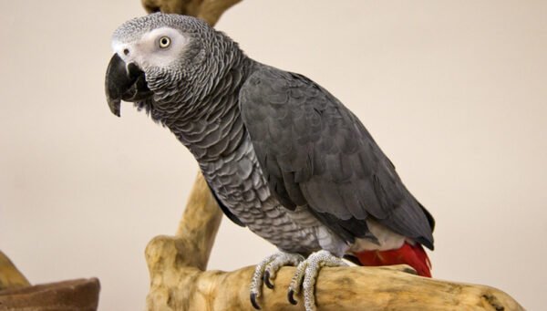 Hand Tamed African Grey Congo  For Sale