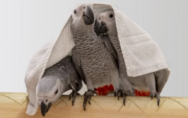 african grey parrots