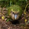 Milo — Male Kākāpō