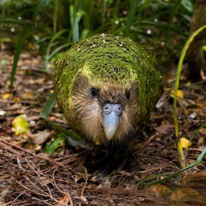 Milo — Male Kākāpō
