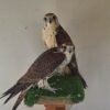 2026 female peregrine falcons with A10