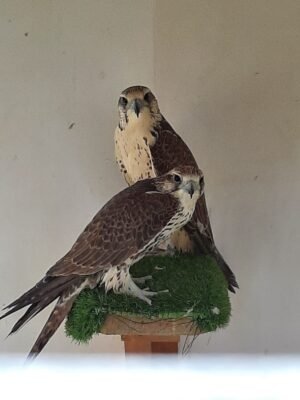 2026 female peregrine falcons with A10