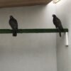 2026 female peregrine falcons with A10