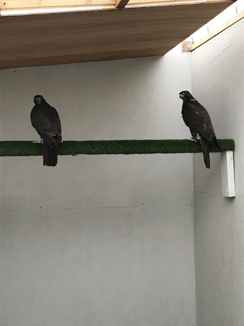 2026 female peregrine falcons with A10
