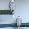 2026 female peregrine falcons with A10