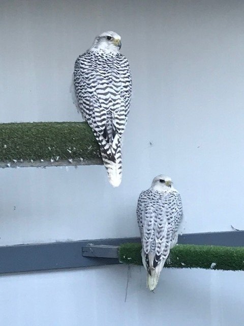 2026 female peregrine falcons with A10