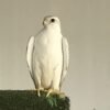 2026 female peregrine falcons with A10