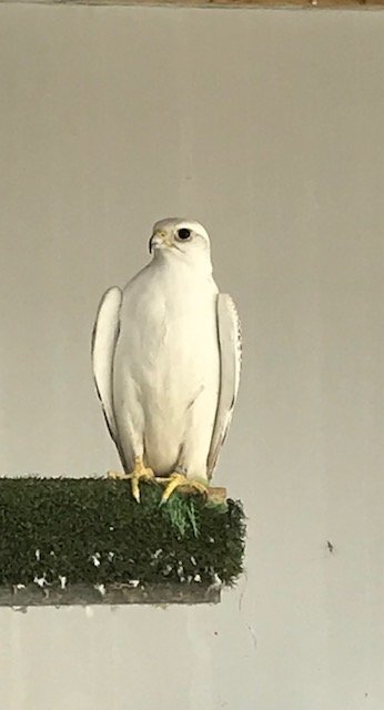 2026 female peregrine falcons with A10