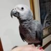 African Grey Parrots For Sale -(Ritty)