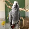 African Grey Parrot