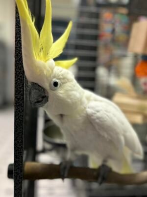 Sulphur Crested Cockatoo for Sale